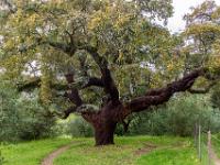 Uralte Korkeiche mit wuchtigem Stamm und Ästen
